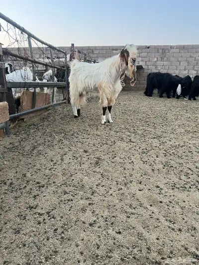 تيس فحل مشروك 9