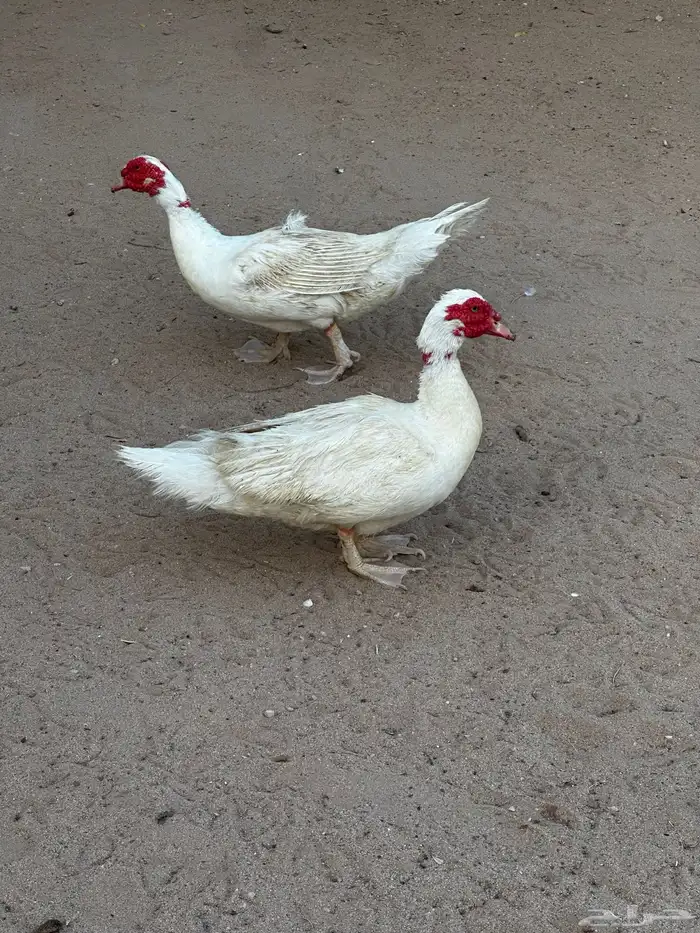 فحول بط مسكوفي ( بح ) 0