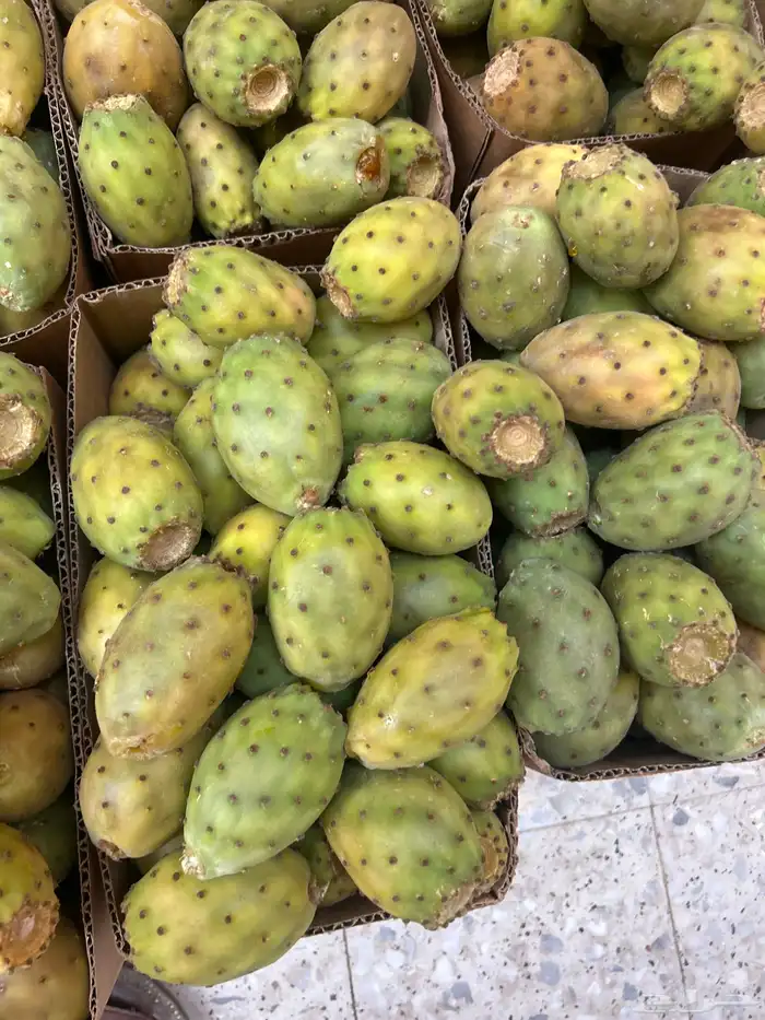 برشومي الحدب 0
