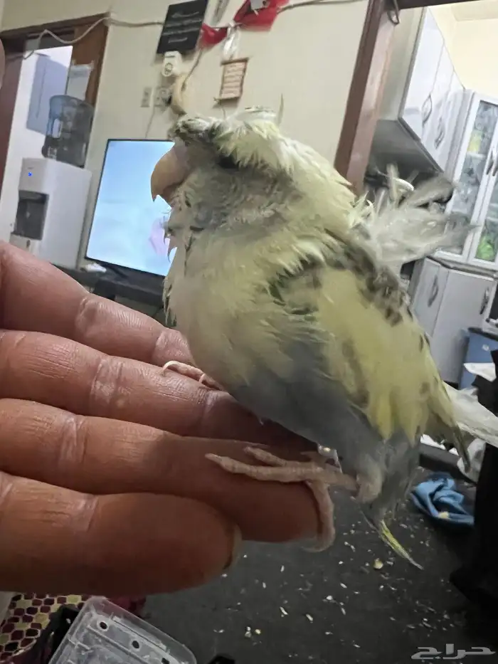 طيور حب هوقو فروخ 4