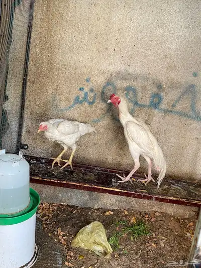 فروخ باكستاني سندي بيور 9