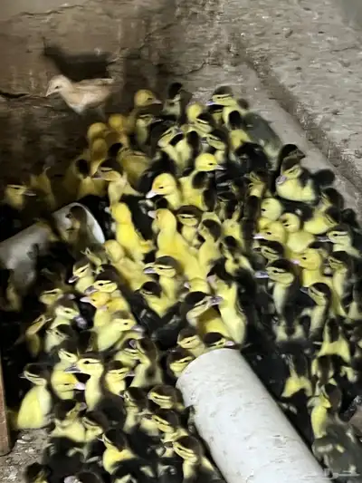 صوص بط بلدي 2