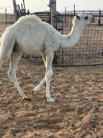 عشرا ثنية معها قعود 1