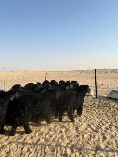 تم البيع 0