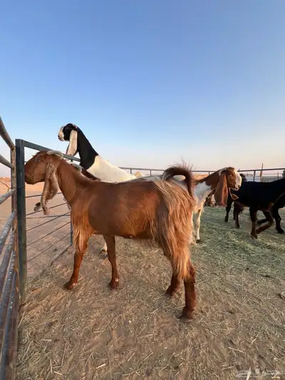 معزا مشاريك 3