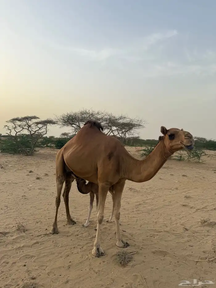 ناقه خلفه تم البيع 0