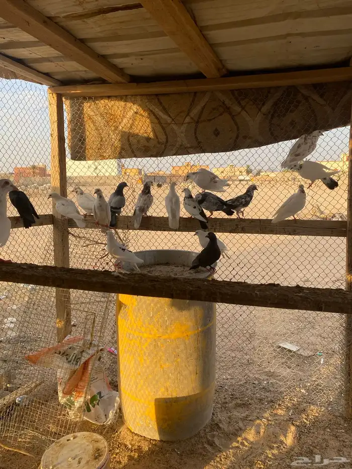 حمام بلدي منتج العدد 33 اللي يبي يتواصل تواصل معي واتس 5