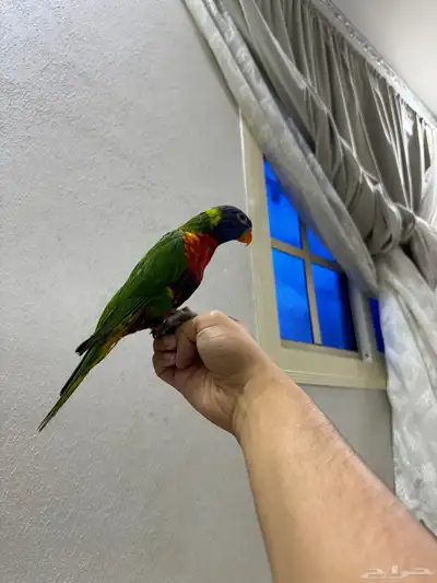 لوري اليف وعدد ومتكلم 2