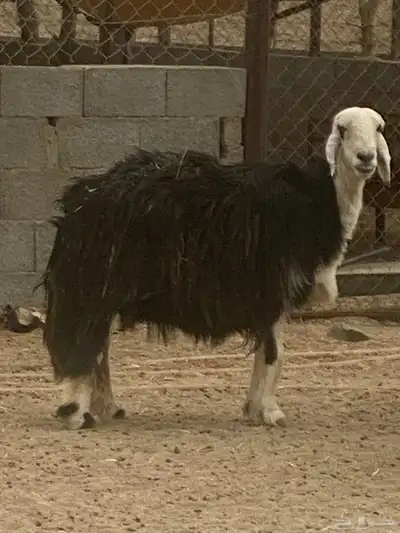شاه جامع حايل ضهر فل جبره طرفها وسط الموقع طريب 3