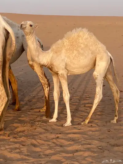 حشو برية فاخرة   حاشي 3