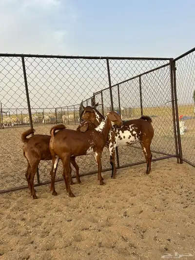 جفار دهم (تم البيع ) 0