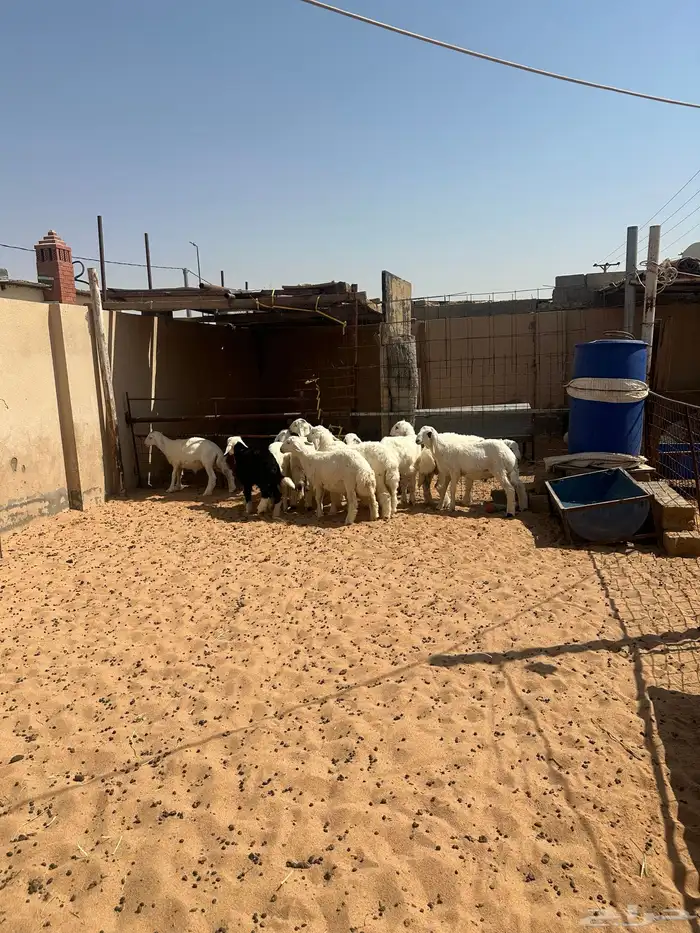 للبيع خرفان حري 9