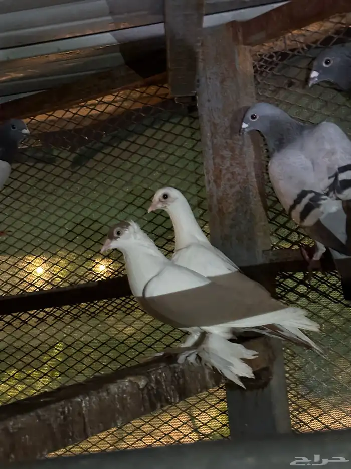 جميع انواع الحمام للبيع 6