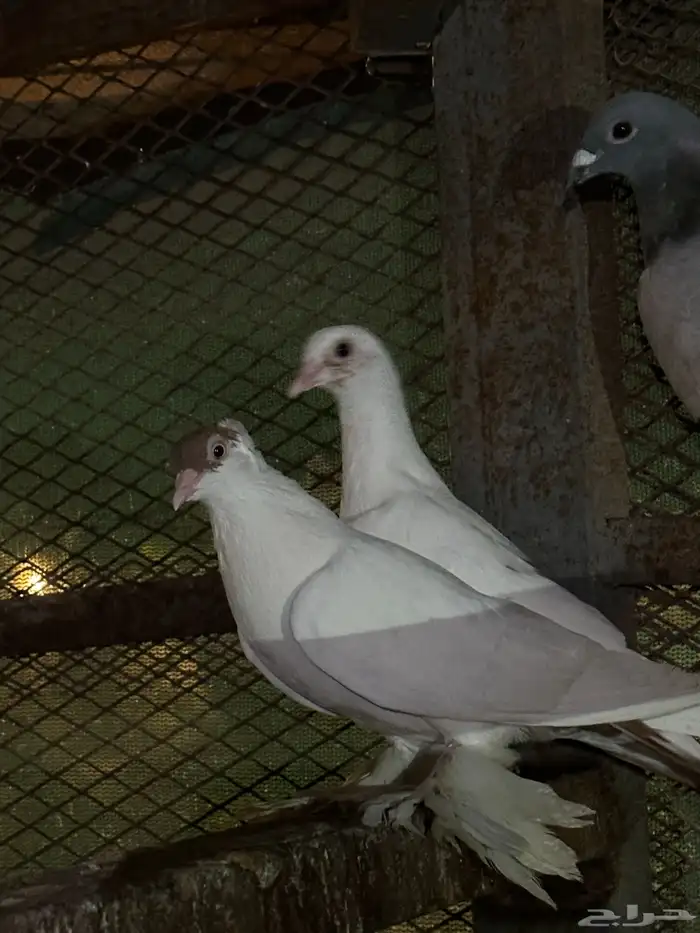 جميع انواع الحمام للبيع 5