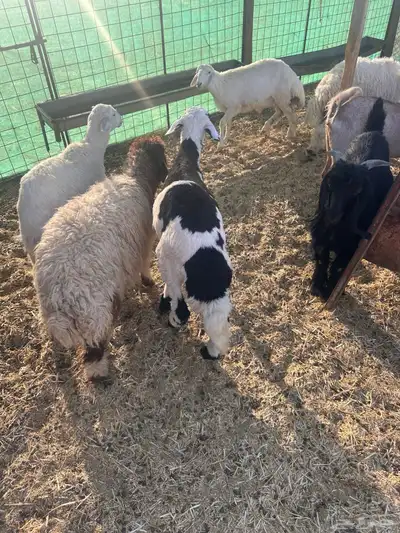 ذبايح البيع 0