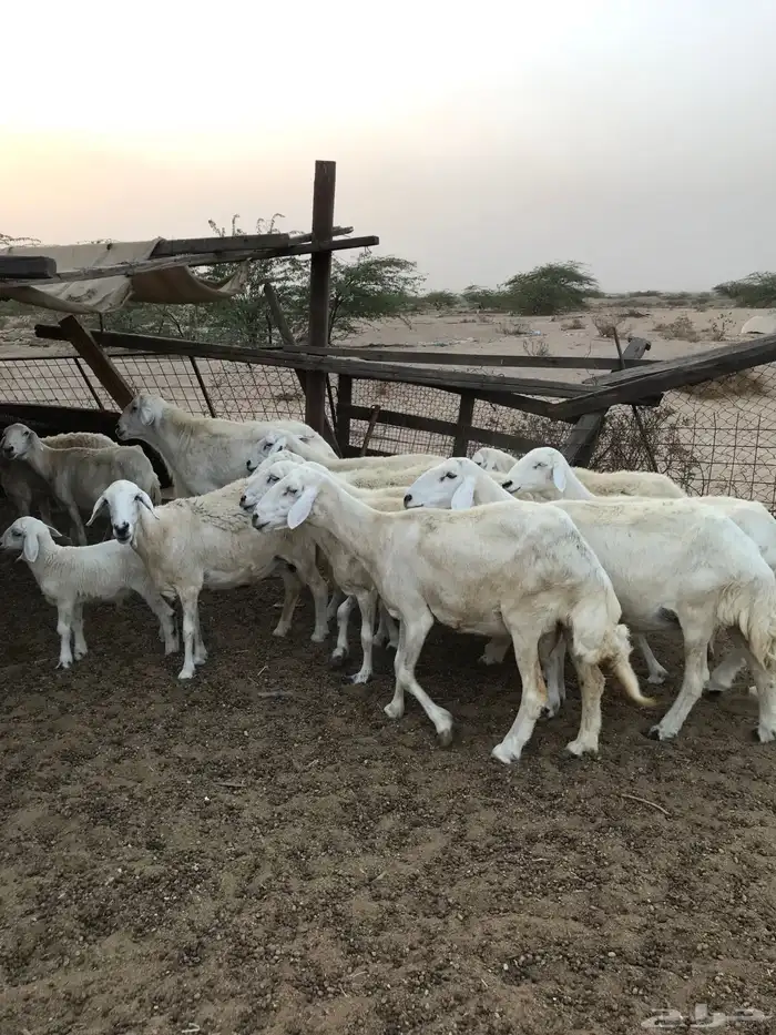 ضان دفع شرط تم البيع 5