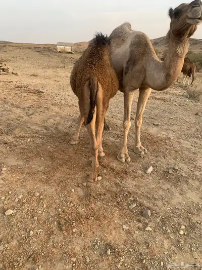 قعود للبيع بالربع 0