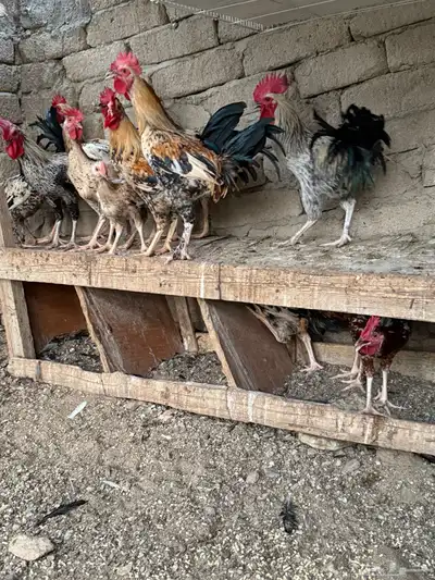 ديوك فيومي وديوك براهما أعمارها 3 أشهر إلى 4 2