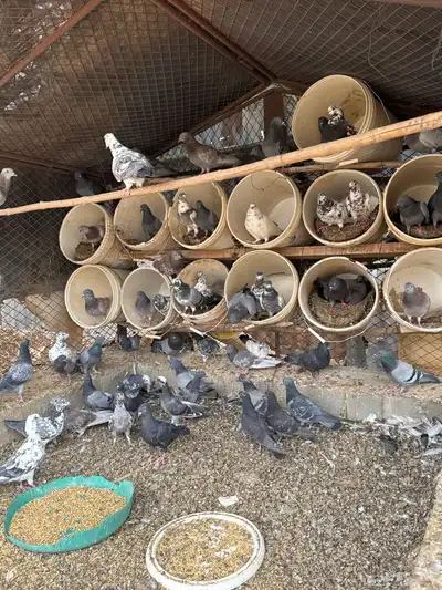 حمام على الشرط من (5)ريال 0
