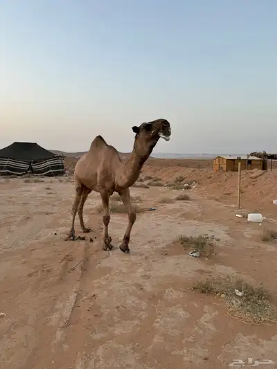 بعير للبيع 0