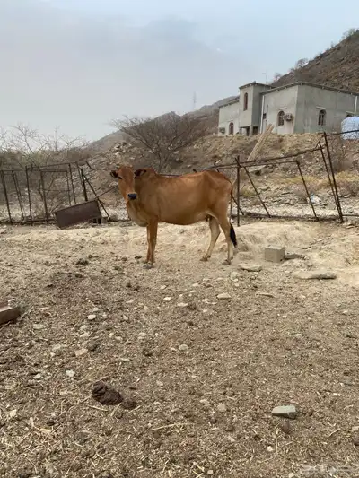 بقر دفع 0