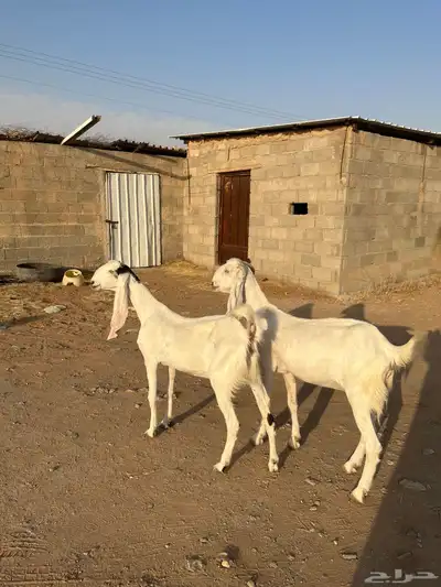 عنز ثنيه معزا دفيع ثنايا هولنديه حجازيه دافع 0