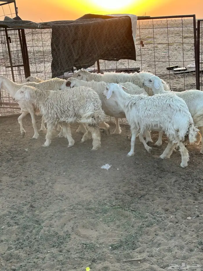 غنم حريات للبيع 9