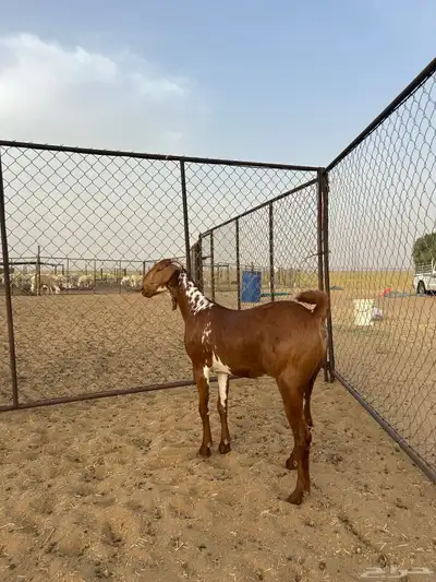 جفار دهم (تم البيع ) 2