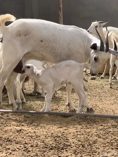 مشاء الله تبارك الله معزاء بيشيات مقاني 8