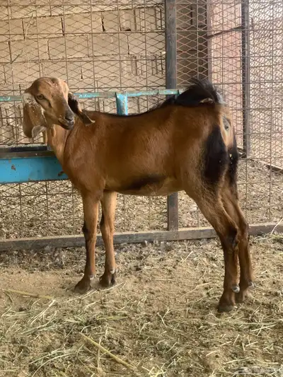 جفرات جنوبيه مشروكه 1
