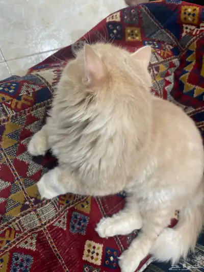 قط شيرازي نظيف جدا 0