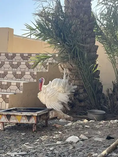 للبيع ديك رومي 0