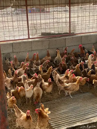 دجاج بلدي بياض 8