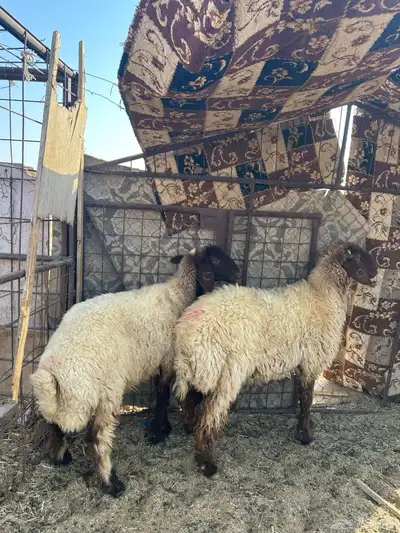 للبيع ثنوات 3