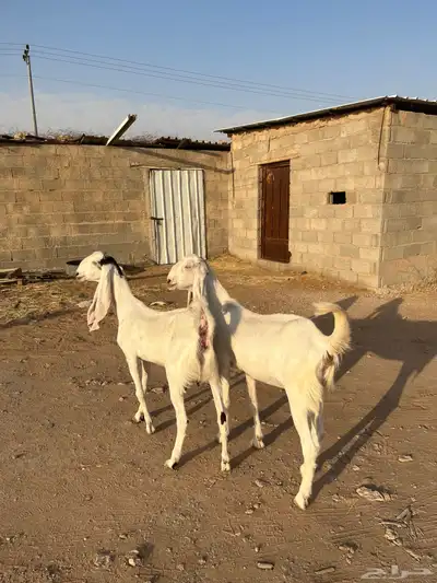 عنز ثنيه معزا دفيع ثنايا هولنديه حجازيه دافع 6
