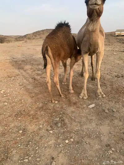 قعود للبيع بالربع 3