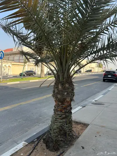 نخل خلاص وشيشي 2