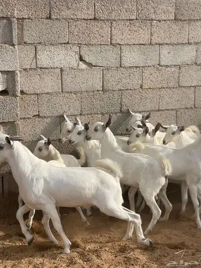 تيوس بيشية جبره وصحتها ممتازة للبيع من حلالي 1