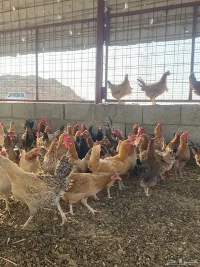 دجاج بلدي بياض 4