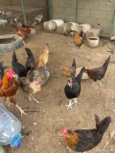 دجاج منوع بأسعار مناسبة 8