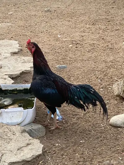 ديوك 4