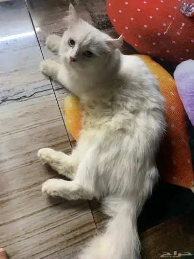 بسه 1