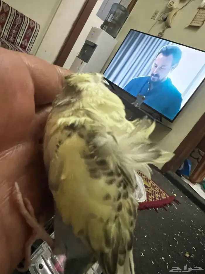 طيور حب هوقو فروخ 5