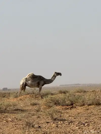 ذود للبيع 8