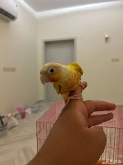 للبيع ببغاء أليف جدا  لعوب  كنيور صن شيك رد فاكتور مع ملحقات 2