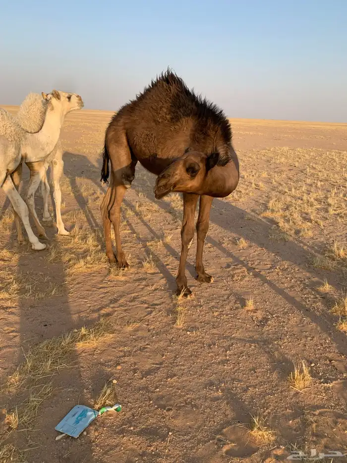 قعود طيب 3