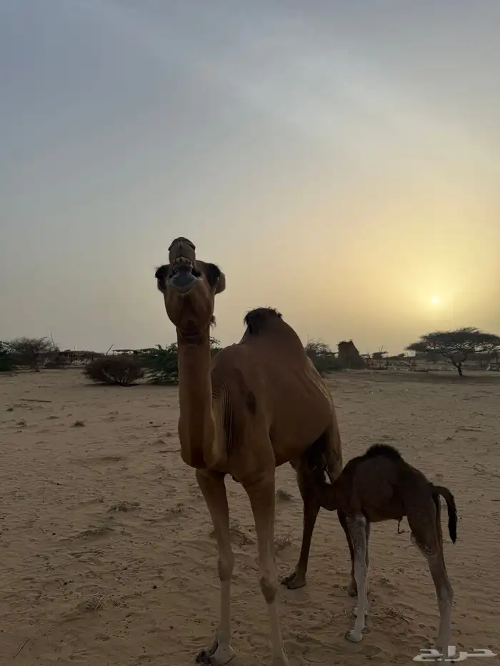 ناقه خلفه تم البيع 2