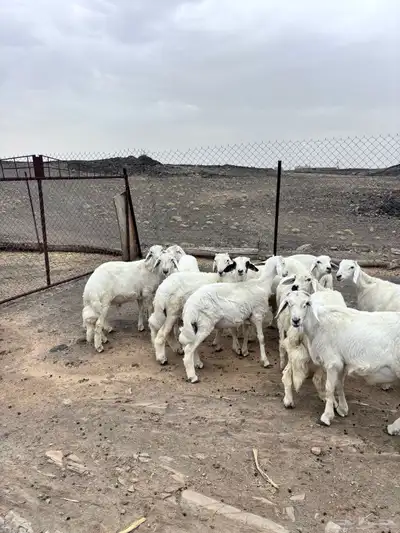 بهم ذبايح للبيع 0
