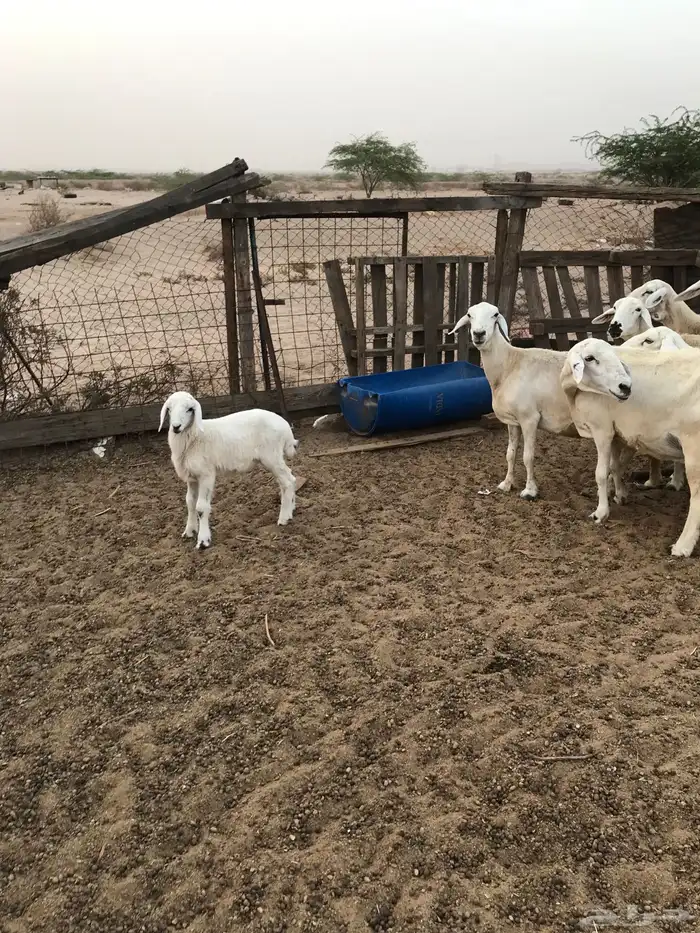 ضان دفع شرط تم البيع 4