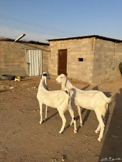 عنز ثنيه معزا دفيع ثنايا هولنديه حجازيه دافع 1